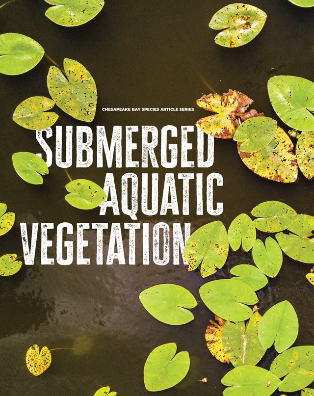 aquatic1.jpg
