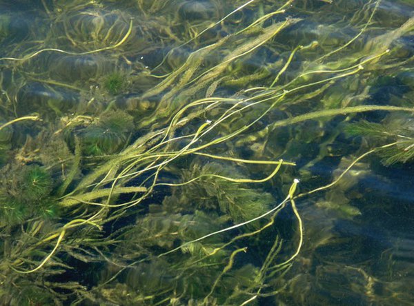 aquatic3.jpg