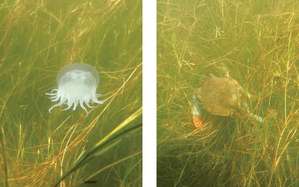 aquatic4.jpg