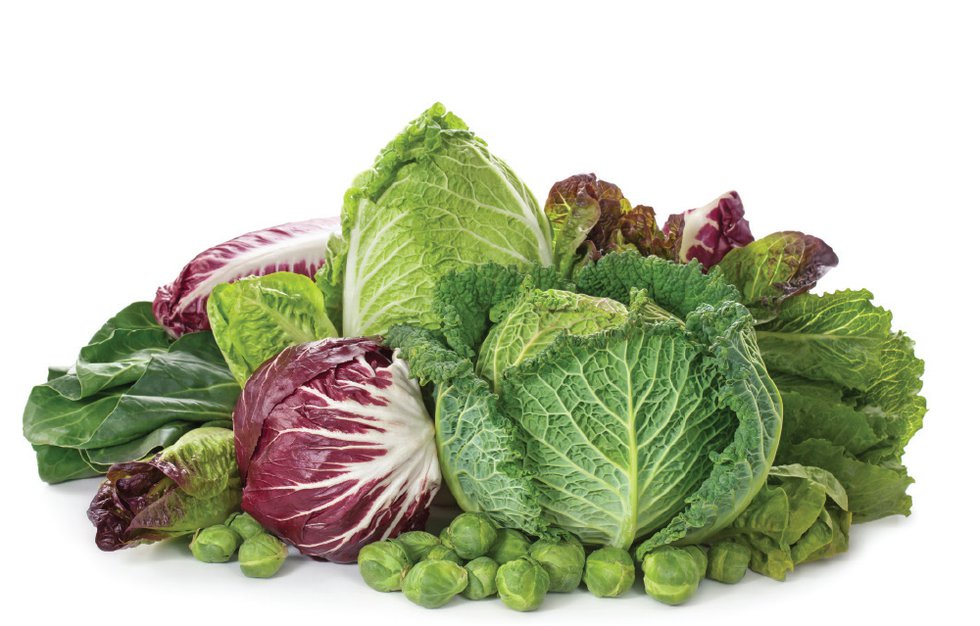 cabbage1.jpg