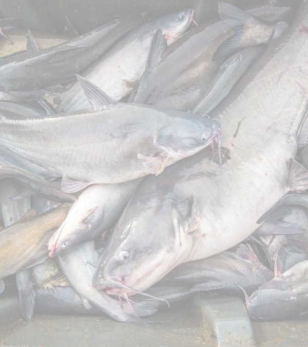 catfish2.jpg