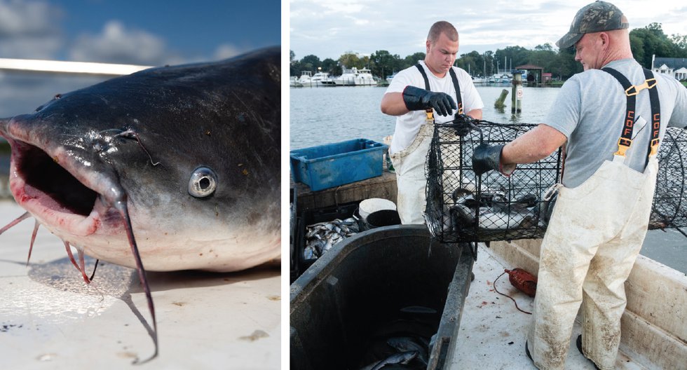 catfish3.jpg
