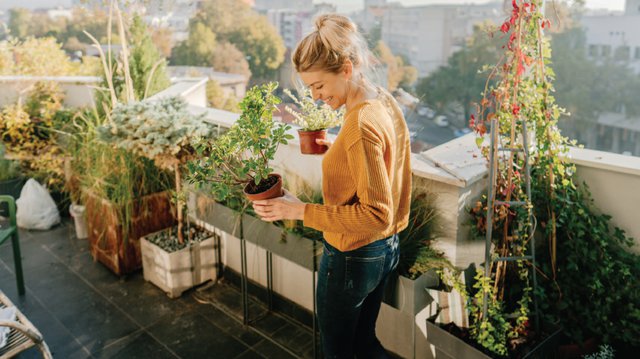 garden1.jpg