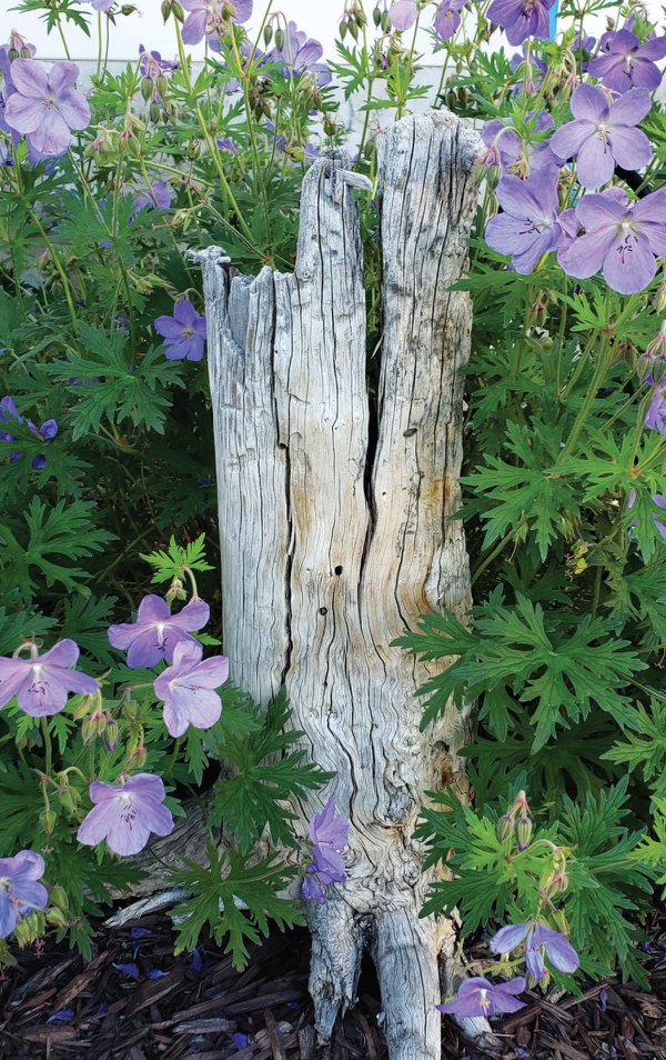 garden2.jpg
