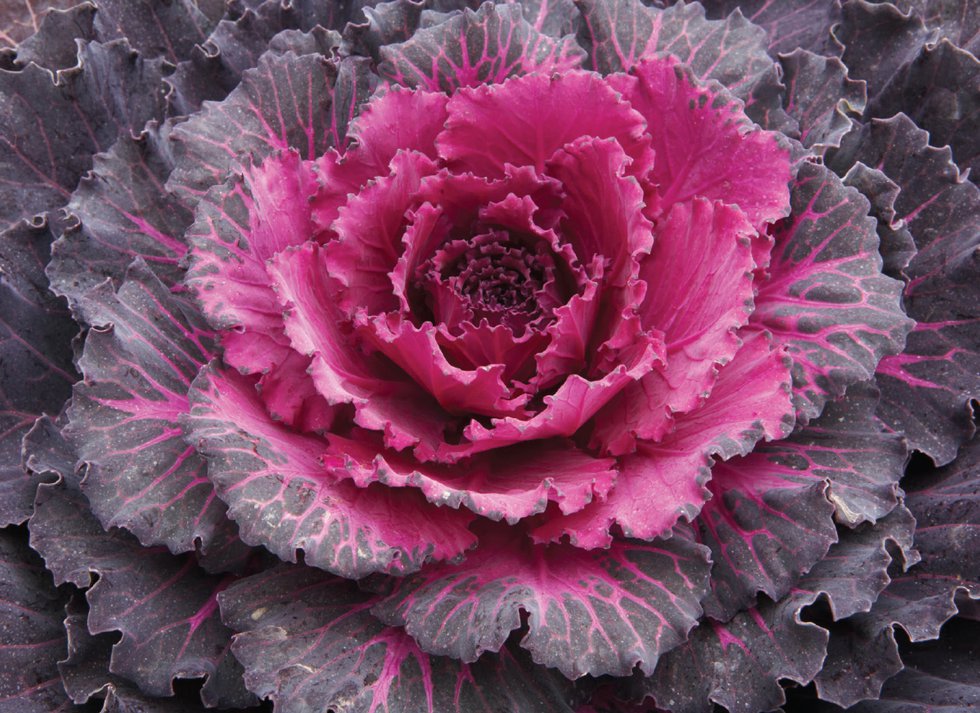 garden3.jpg