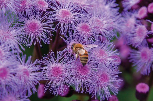 garden4.jpg