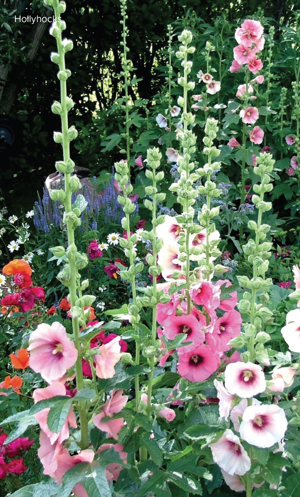 garden5.jpg