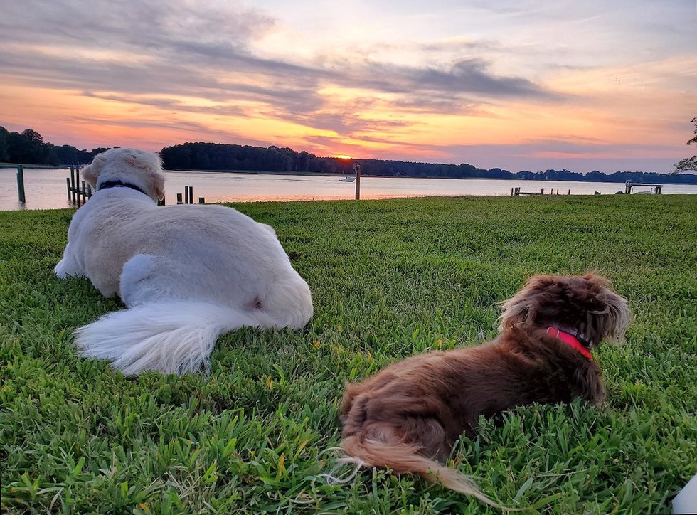 Huppe Dogs.jpg
